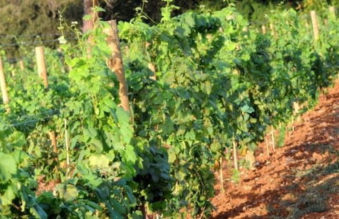 Tenuta Vigna Corallo - Foto 56