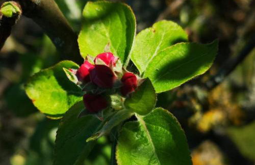 Maison Trichard - Photo 71