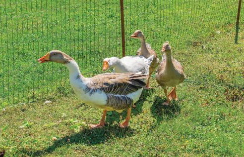 Apartment Nedescina Brnjci - Foto 56