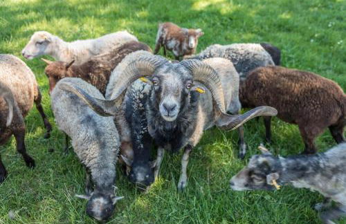 Ferienhaus Am Sedelbach - Foto 21