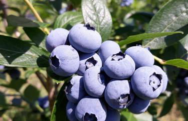 Agriturismo Tenuta Valletti. - Foto 62