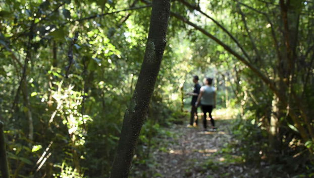 Passeando pela selva