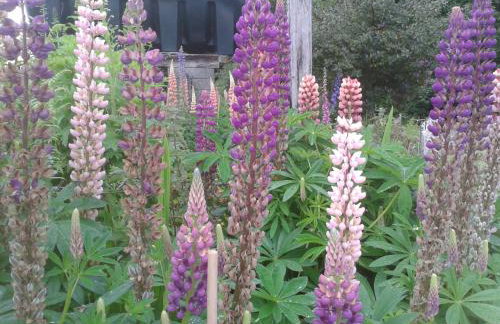 Priskilly Forest Country House - Foto 24