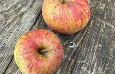 Dreams of Alaric Maison de charme avec piscine aux pieds des Pyrénées Ideal base cyclists exploring legendary climbs - Foto 7