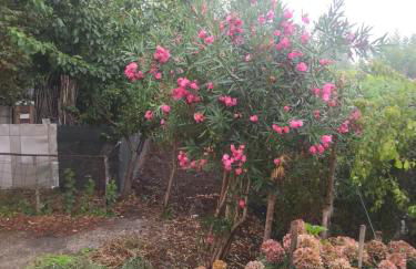 CALABRIA COLLINA DI SCILLA CASALE OSTELLO1800 SELF SERVICE GIARDINO STANZE E APPARTAMENTI PER FAMIGLIE COPPIE E SINGLE Melia Pzza S Gaetano 16 - Foto 38