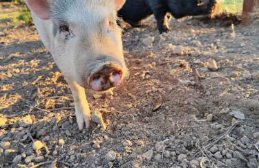 Quinta da Ponte das Hortas 3 - Foto 2