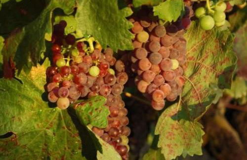 Holiday Home Haus der Olivenbäume by Interhome - Foto 28