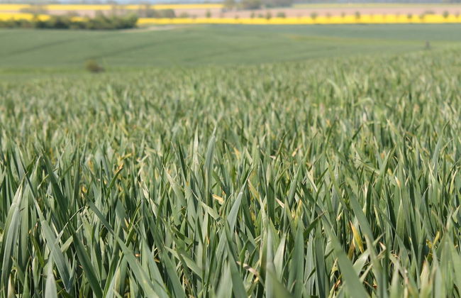 Wohnung mit Terrasse in Warnkenhagen - Foto 23