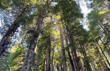 Oceanview Cabin 25 w Jacuzzi Plesant Views - Foto 38