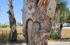 Luxe benedenwoning Nula Kos - Foto 28