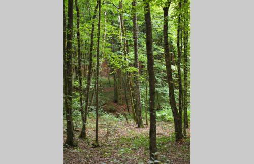 ČAROBNA ŠUMA ***(magic forest) - Foto 23