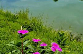 Paraiso valle verde - Foto 47