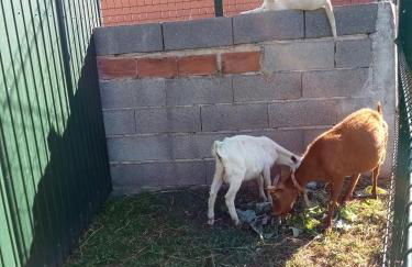 Alojamento Local - Casa Amarela - Foto 35