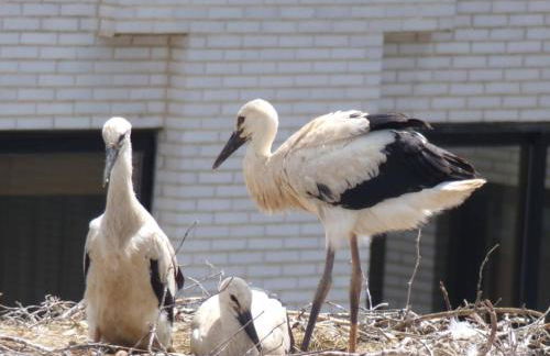 Tranquilidad junto al centro histórico - Foto 20