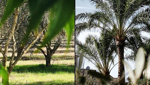 Mallorca Finca Gallo Negro Santanyi Campos - Foto 5, Garden