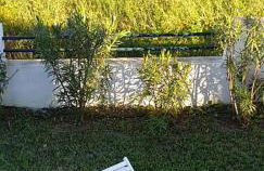 Corfu Olivia Apartments - Foto 18