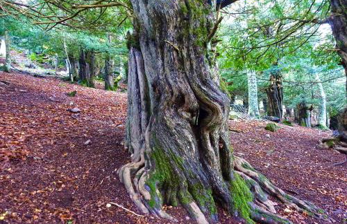 Casas Rurales El Mayorazgo - Foto 49