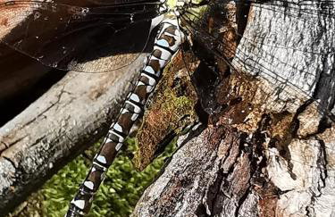 Ferienhaus Jägerhaus Oppach Privathaus - Foto 24