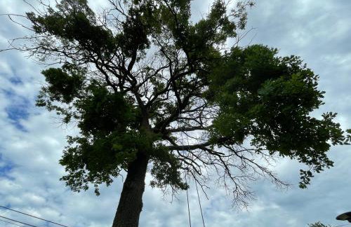 Pod Dębem - Foto 10