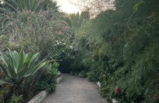 Schicciolina - Foto 2