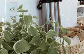 Casa Free Wind Jeri - Foto 36