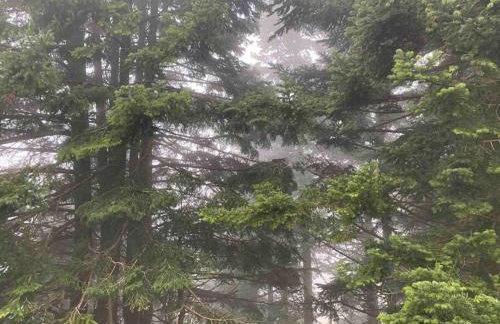 Forest cottage top of the world - Foto 44