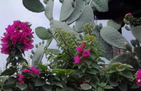 Panos and Chrisas House - Foto 34