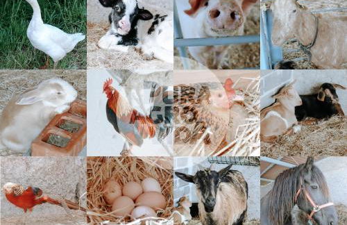 Pura Agro Vida - Foto 7