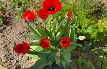 Chez Lio & Jess - Foto 9