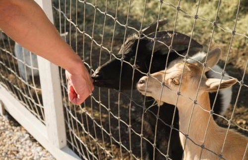 Farm Retreat with Jacuzzi, Fire Pit, Mini Goats, Mini Ponies and Mini Cows - Foto 46