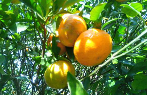 Casa L&M - Refúgio com Horta Biológica Certificada - Foto 31