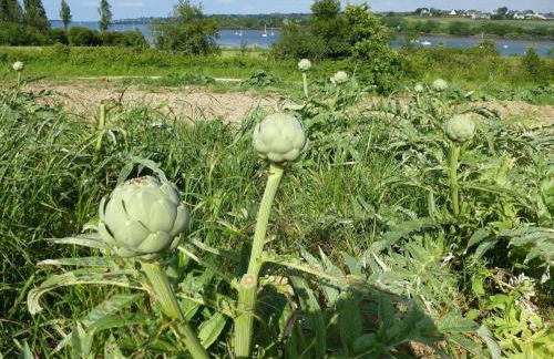 Studio in Plougasnou with Sea View and Beaches - Photo 13