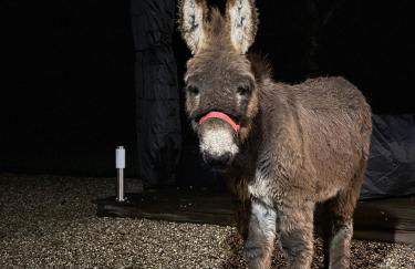 Les Gites de Claire - Foto 48