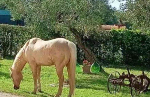 La Fattoria dei Desideri - Foto 25