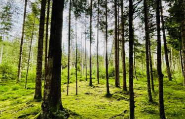 Ferienwohnung Deep Mountain - Foto 13