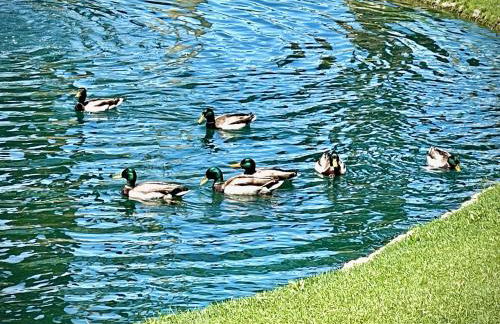 The View! Palm Desert Country Club Villa - Foto 36