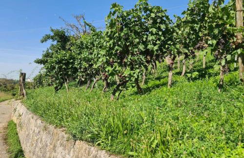 Exklusive Wohnung mit herrlicher Terrasse und Garten - Foto 29