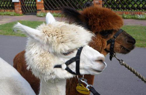 Urlaub mit Alpakas - Foto 42