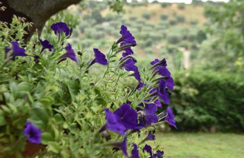 Agriturismo Vulcano - Foto 65