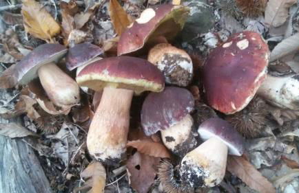 Casa Teresina - Foto 43