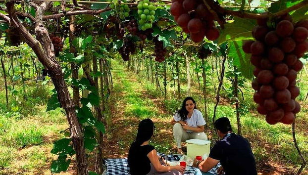 Grupo desfrutando do piquenique na vinícola