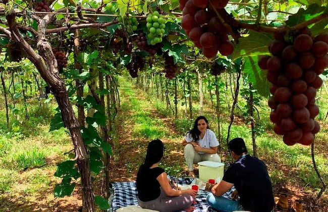 Assunçao Winery Tour - Foto 4