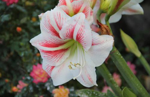 Studio Apartments Andrijana - Foto 76