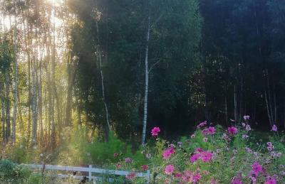 Siedlisko MiłoBrzózka - Photo 44