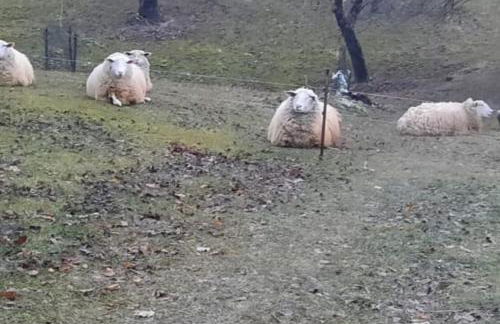 Waitzdorfer Landhaus Pieper - Foto 30