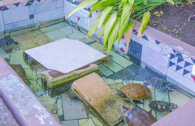 Sword Fish Beach Suite at Turtle Towers - Foto 17