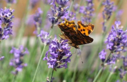 Ferienwohnungen Wildblume - Foto 5