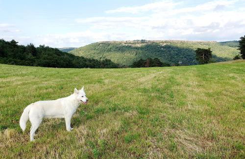 Le poulailler - Foto 19