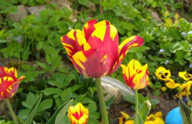 Ferienhaus Mülhaupt - Foto 7