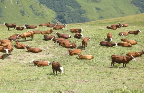 Gîte Les Grands Champs - Foto 53